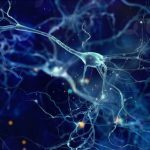 neuronal network