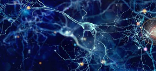 neuronal network