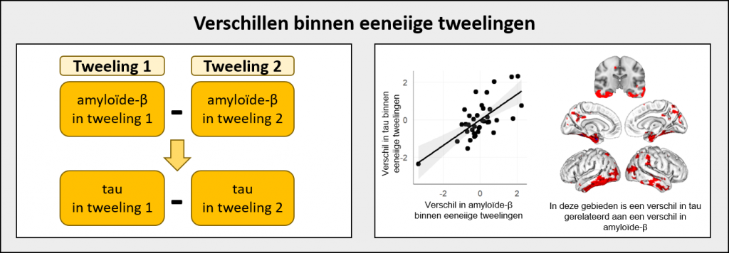 Publicatie: Onderzoek met eeneiige tweelingen ondersteunt de amyloid cascade hypothese